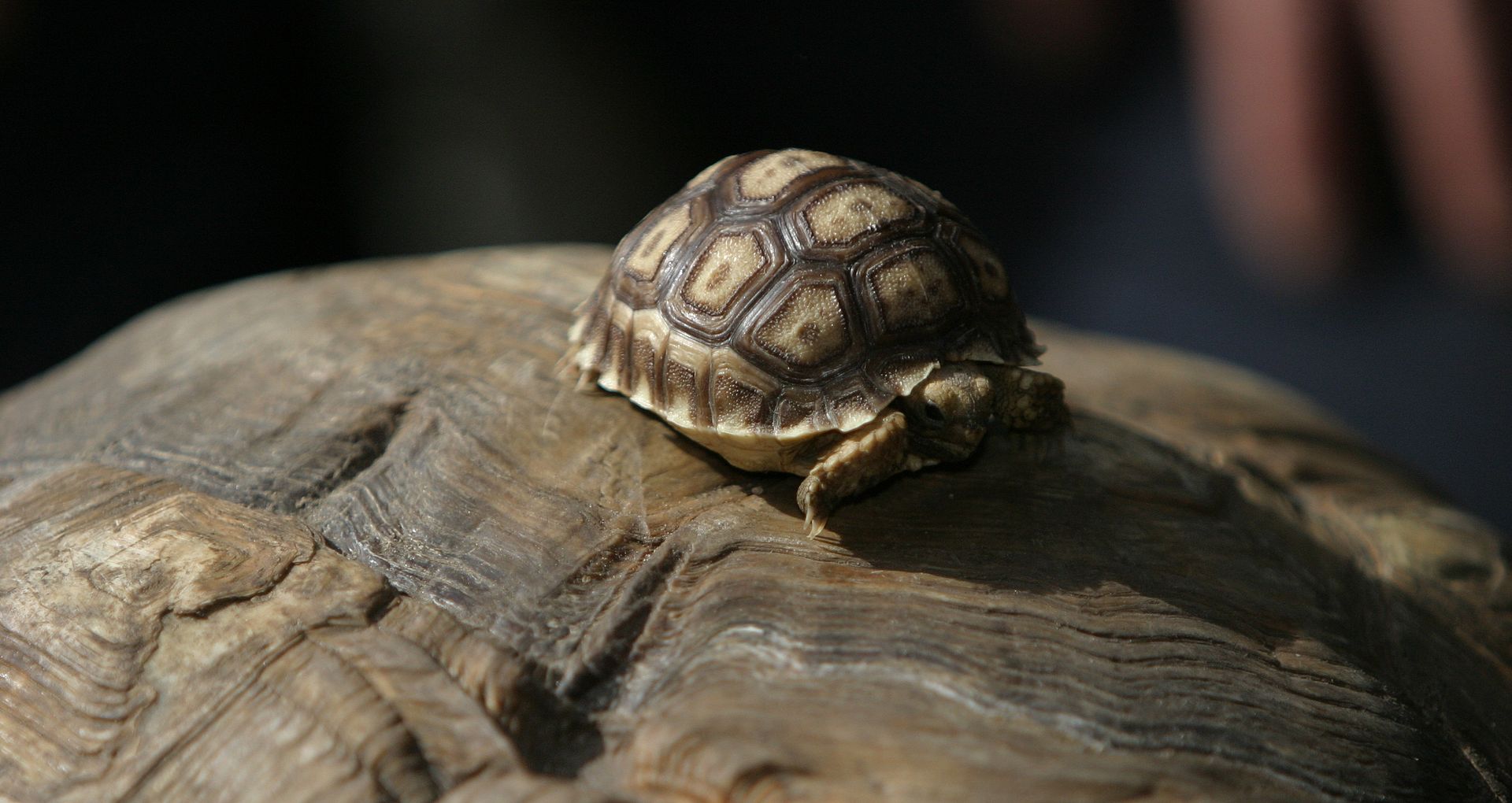 African Tortoise